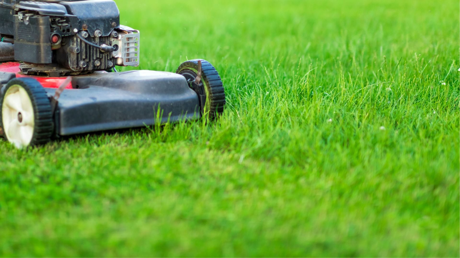 Establishing A Lawn – Meadowmania Uk