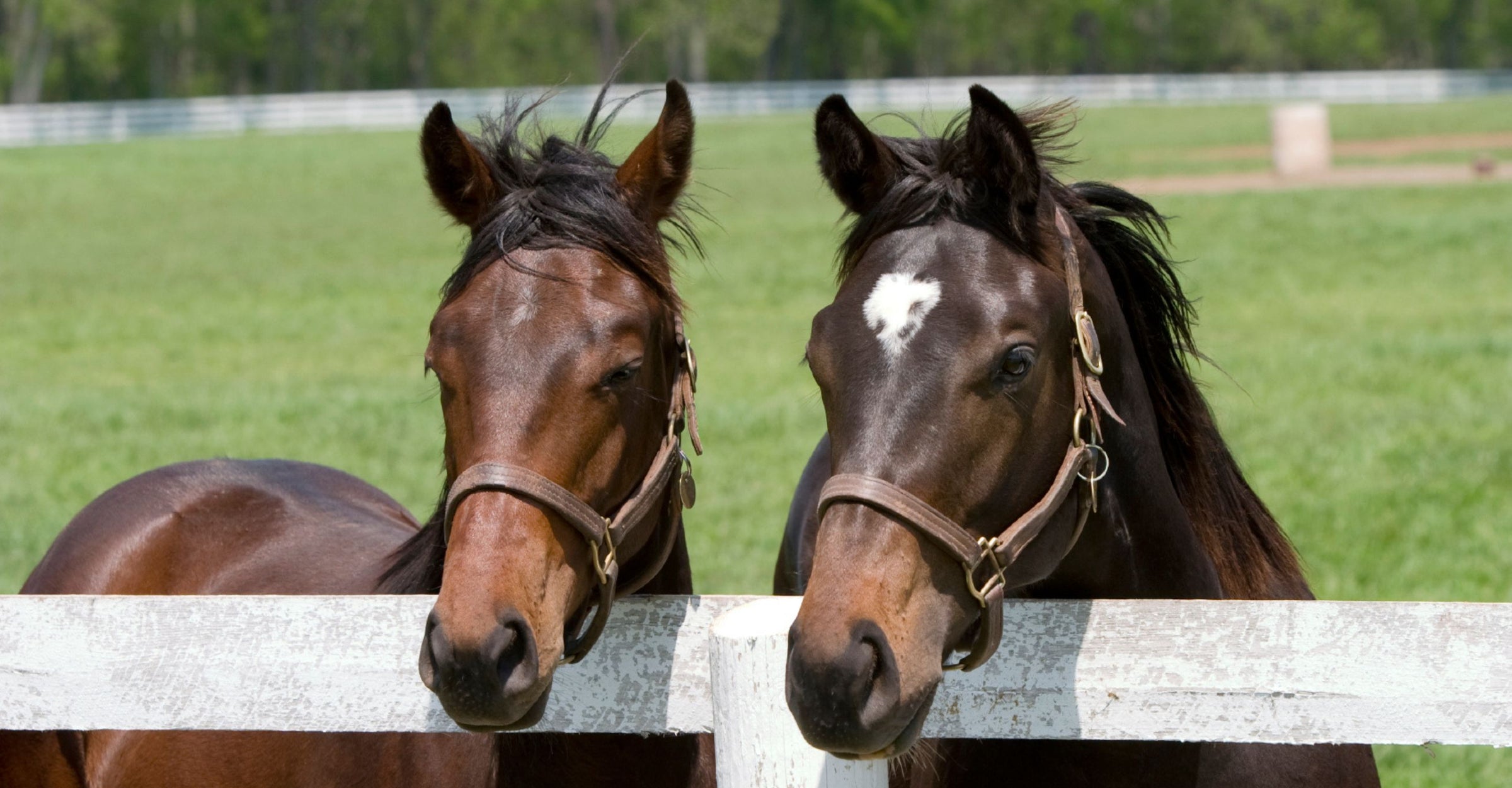 All Equestrian Grass Seed Mixtures