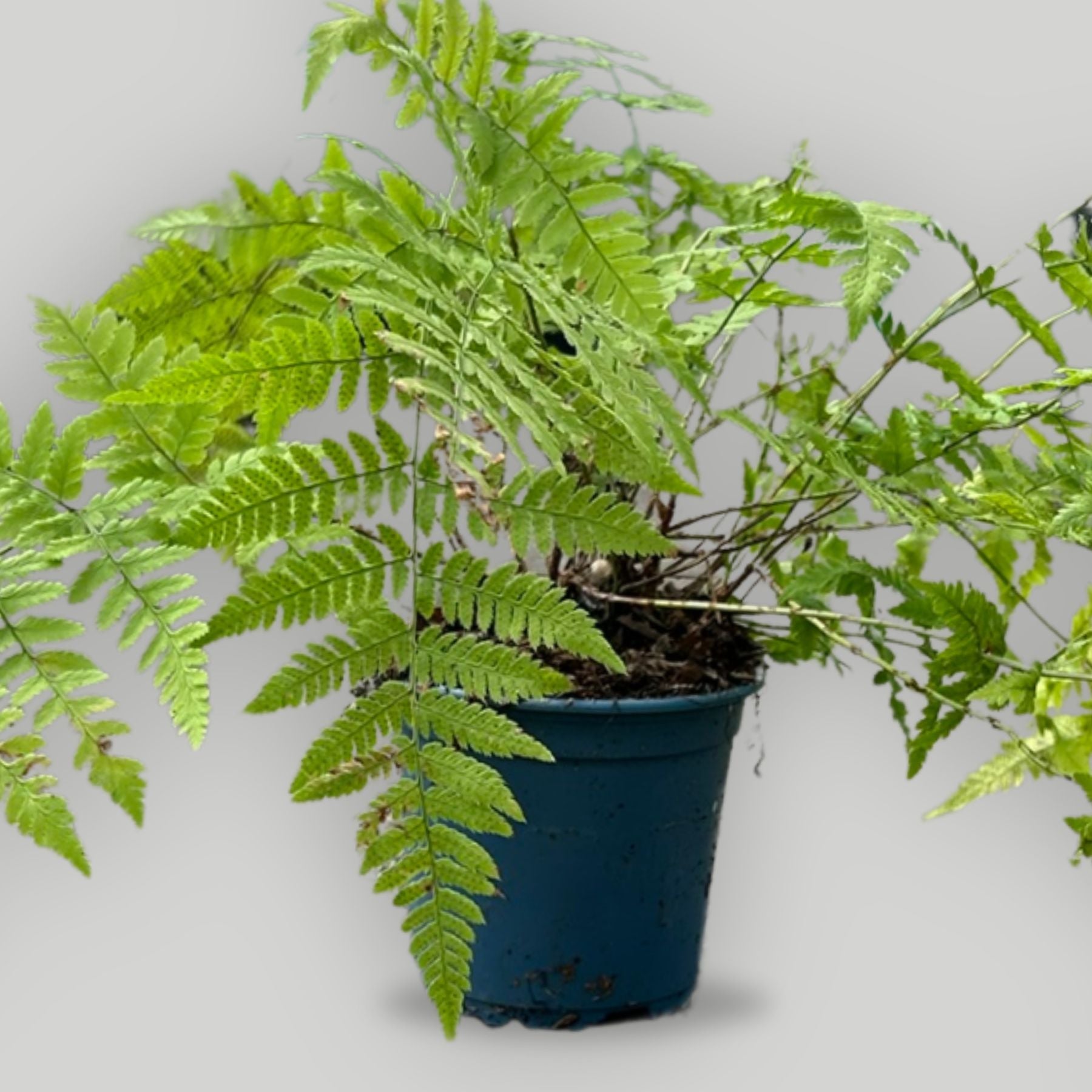 Native Ferns in 9cm Pots