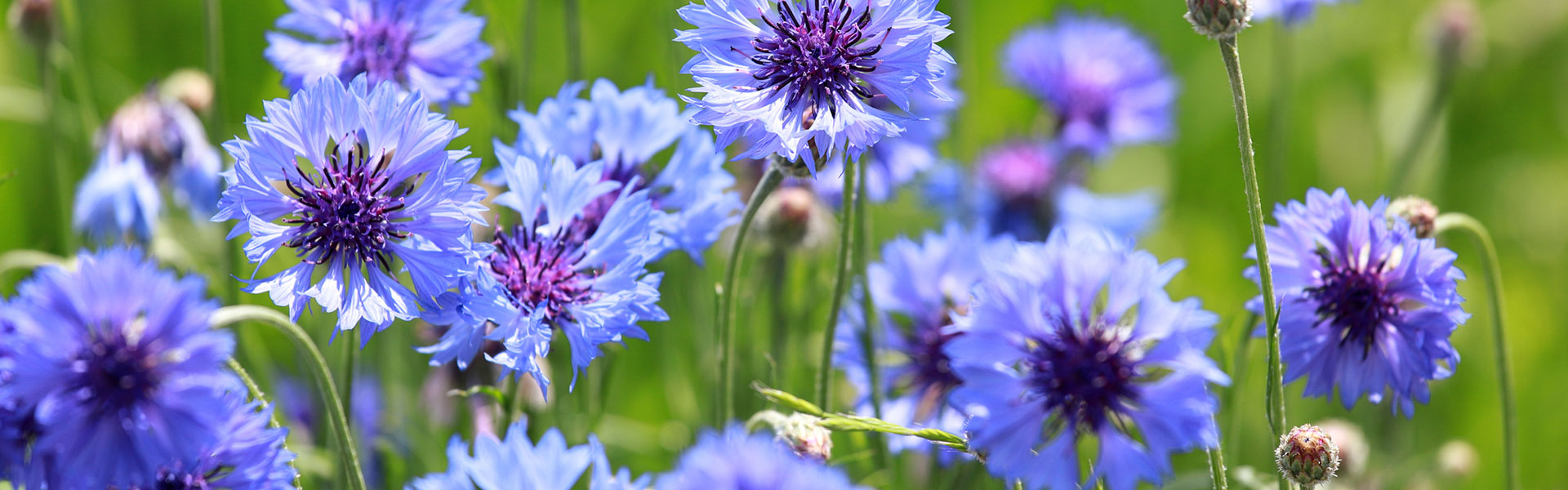 Wildflower Seeds Bulk | Individual Species