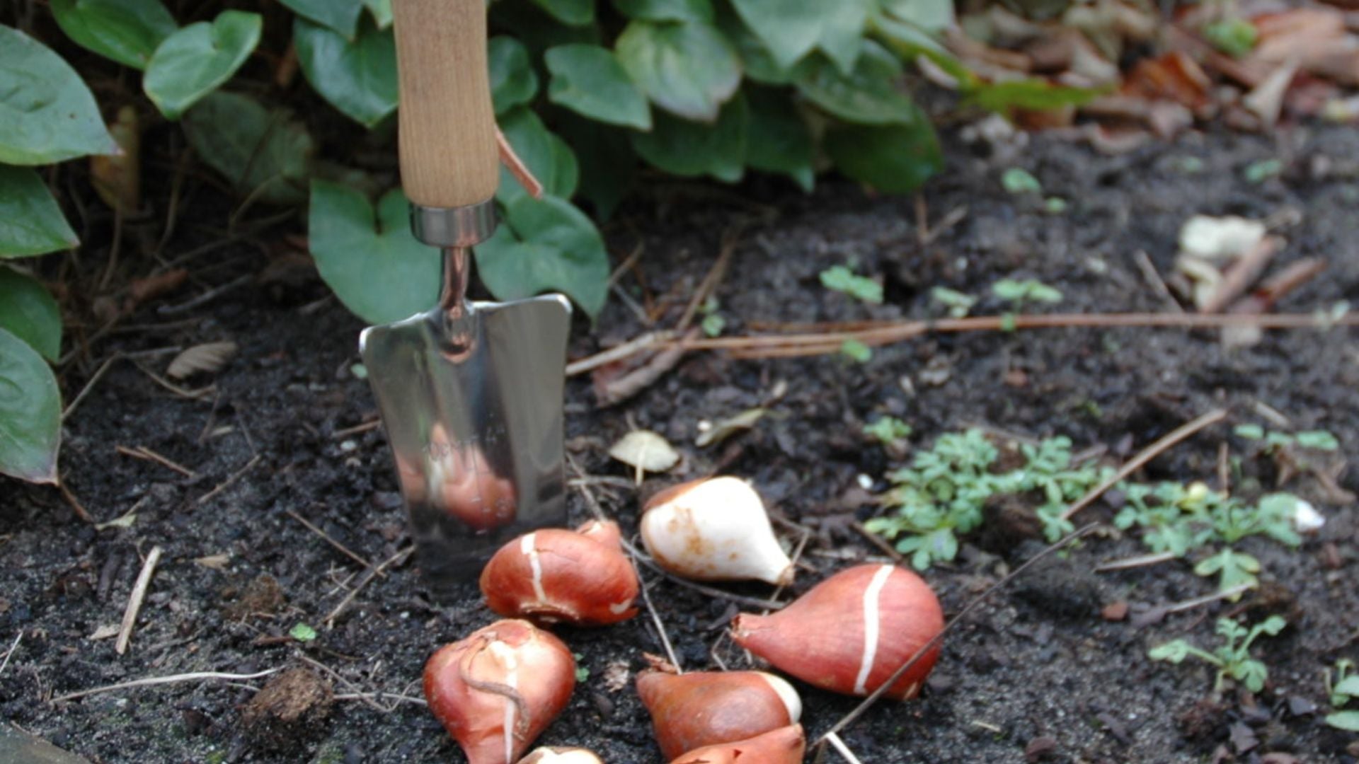 bulb planting tool