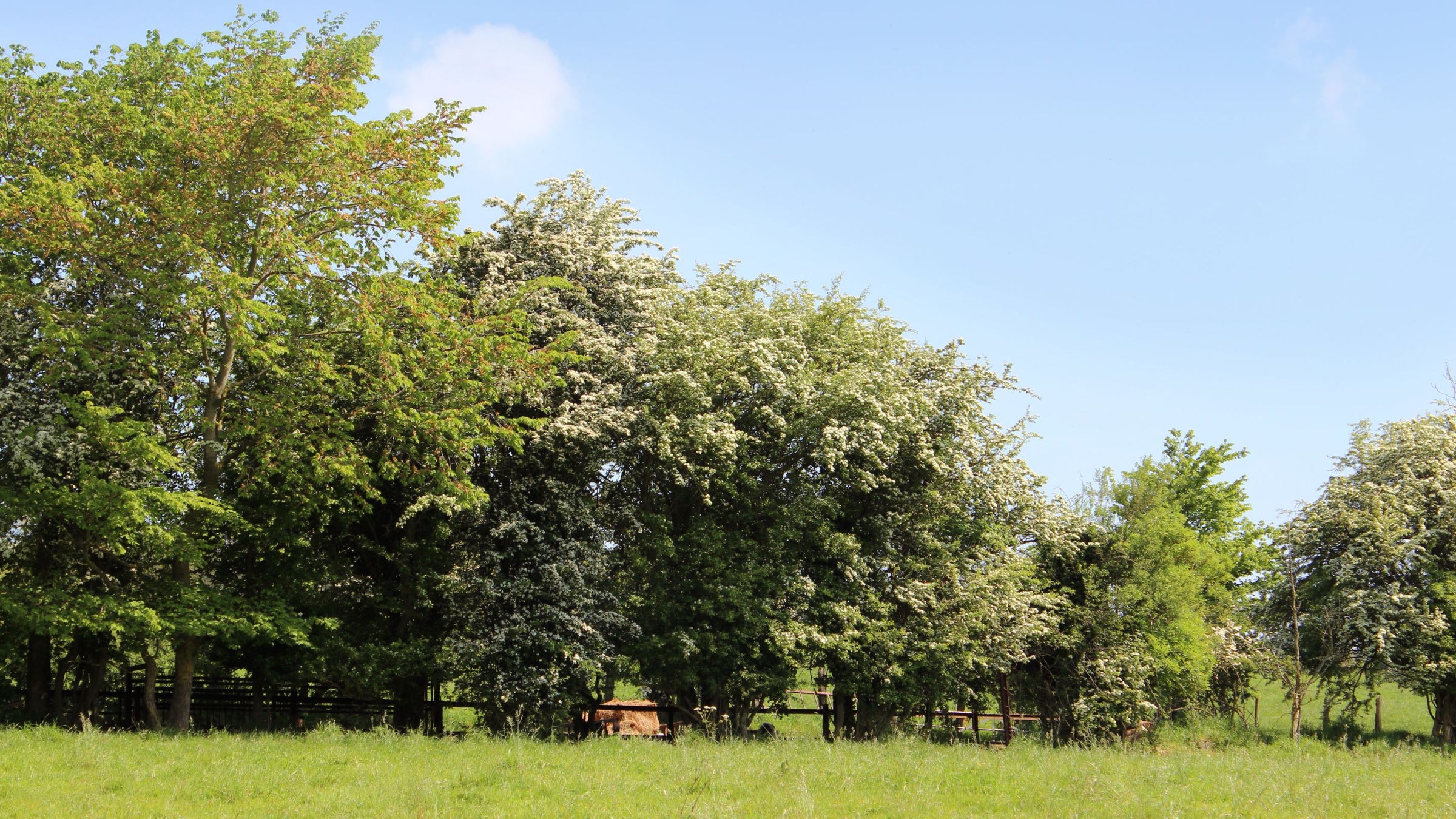 British Native Hedging Mixtures | Bare-root Whips