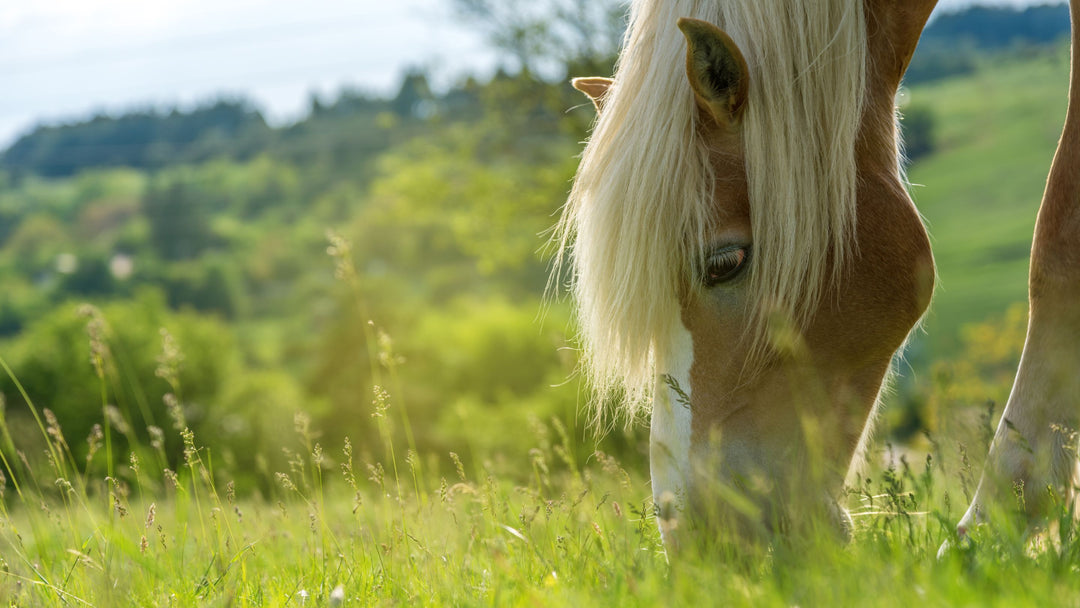 British pony eating grass