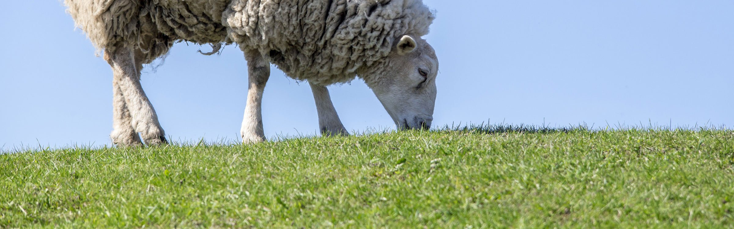 Pasture Grass Seed
