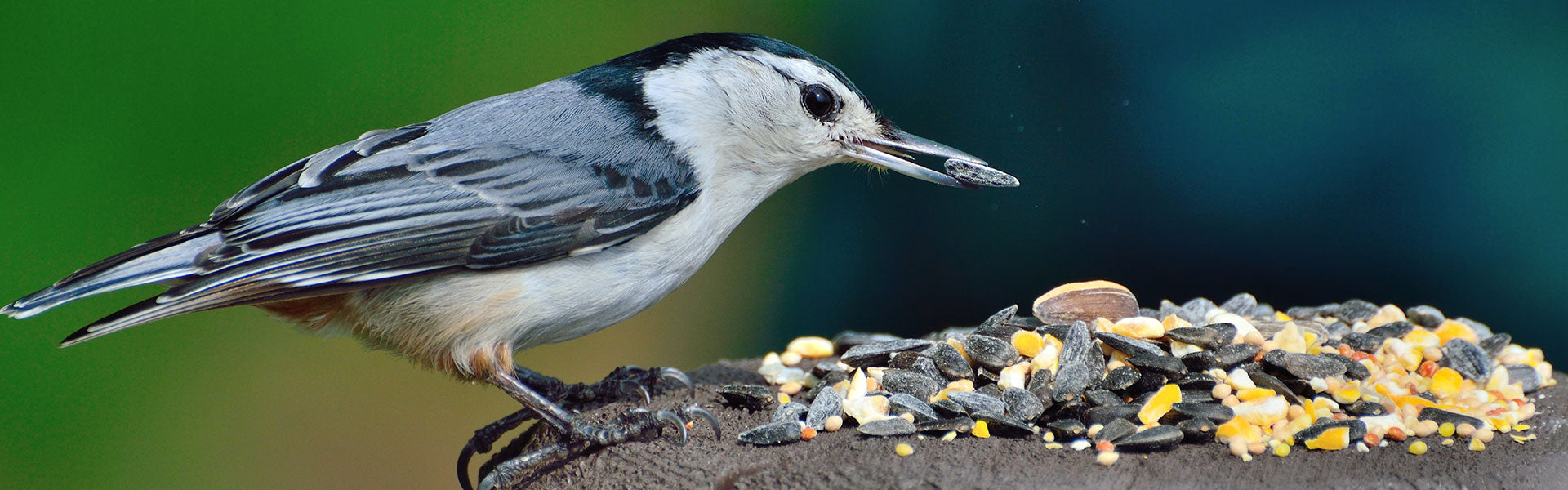 Wild Bird Seed Mixes
