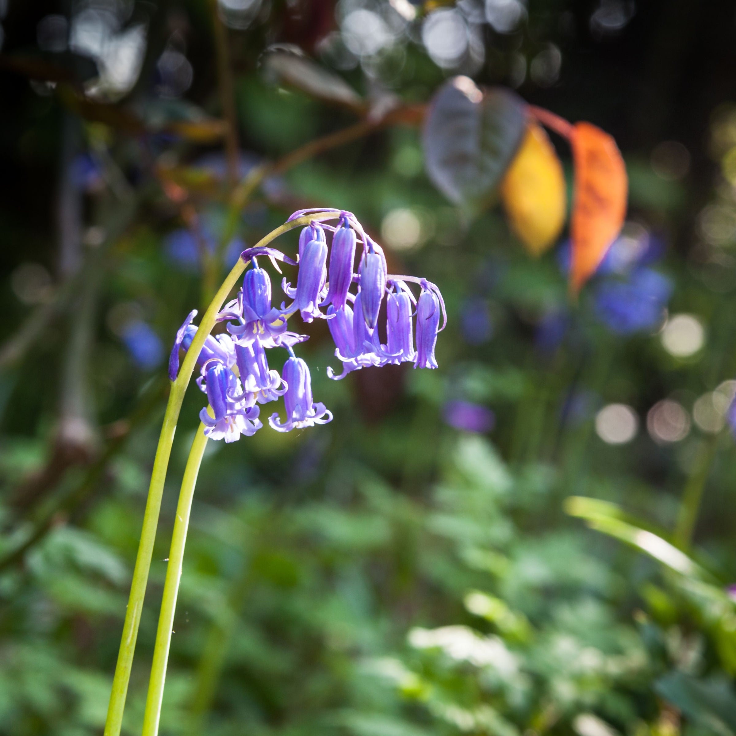 Hyacinthoides non-scripta Bulbs