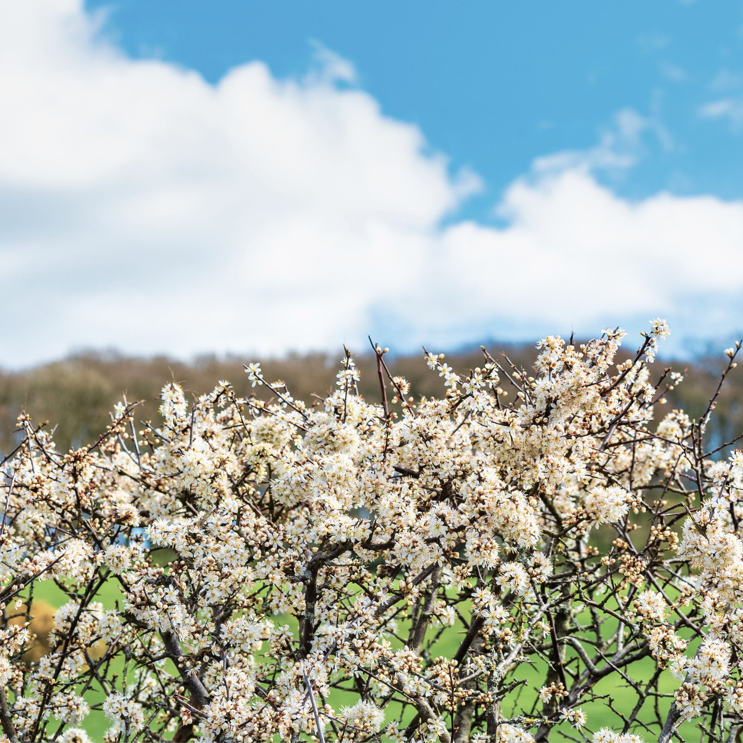 British Hawthorn Hedge