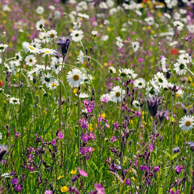 Native British Wildflower Seed Mix For Acidic Soils