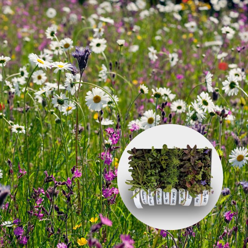 Acidic soils wildflower meadow with overlaid image of plug plants growing in 40cc tray