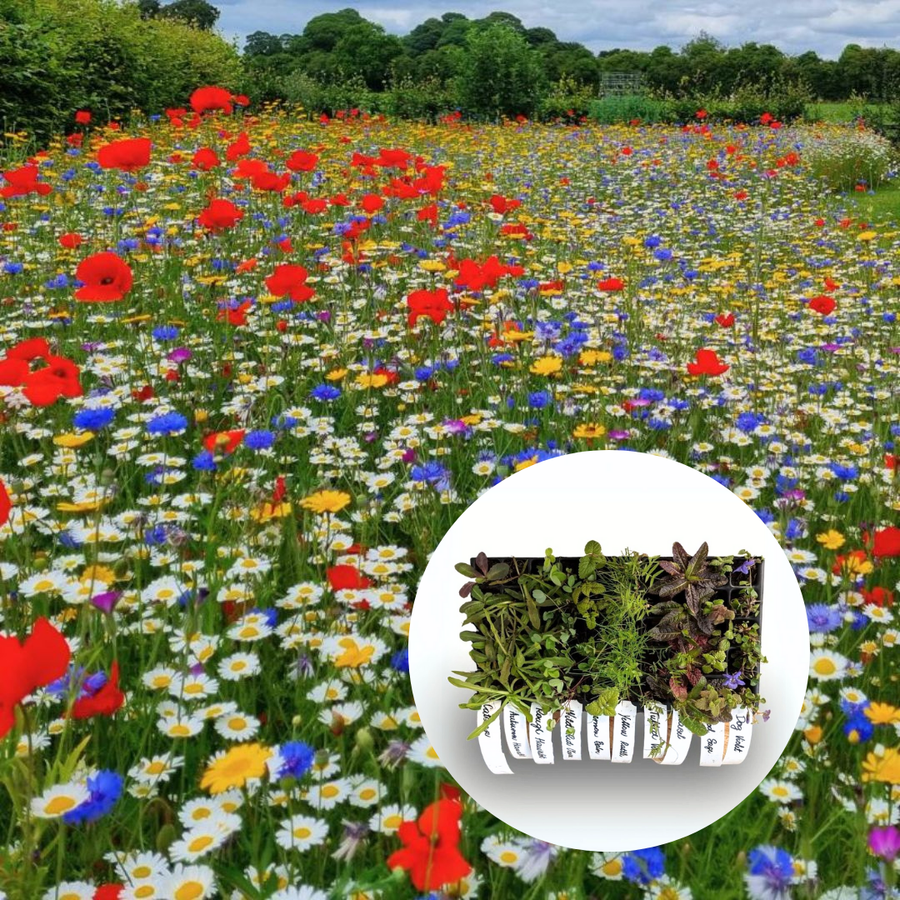 annual wildflower meadow with an overlaid image of plug plants