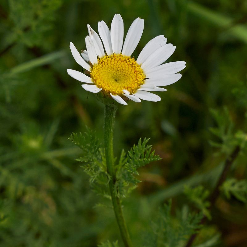 Corn chamomile flower