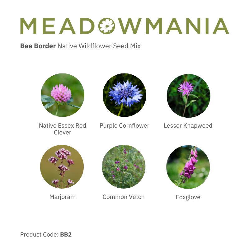 Images of wildflowers included in Bee Border mix