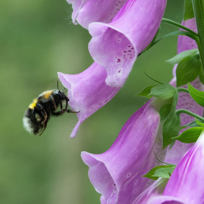 A bumblebee approaching a foxglove flower