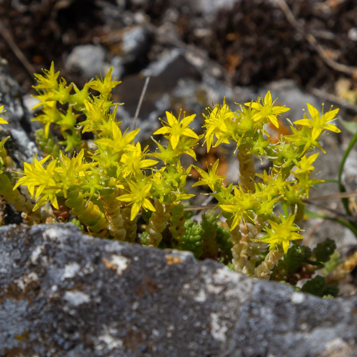 Yellow biting stonecrop flowers growing among rocks