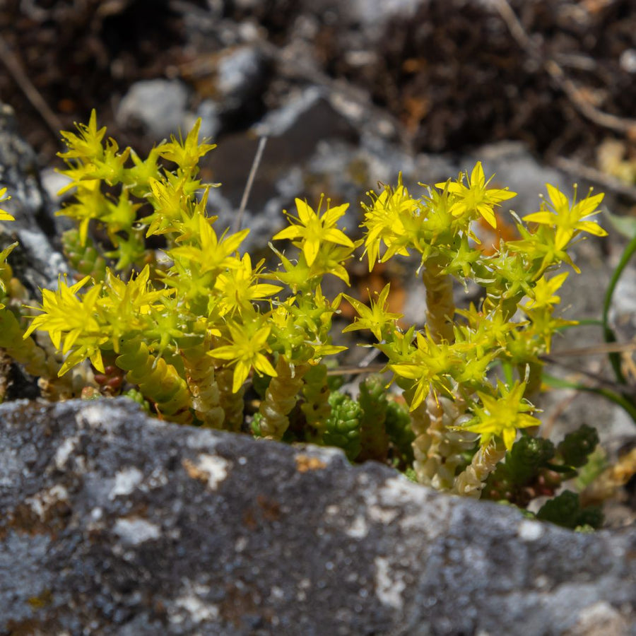 Yellow biting stonecrop flowers growing among rocks