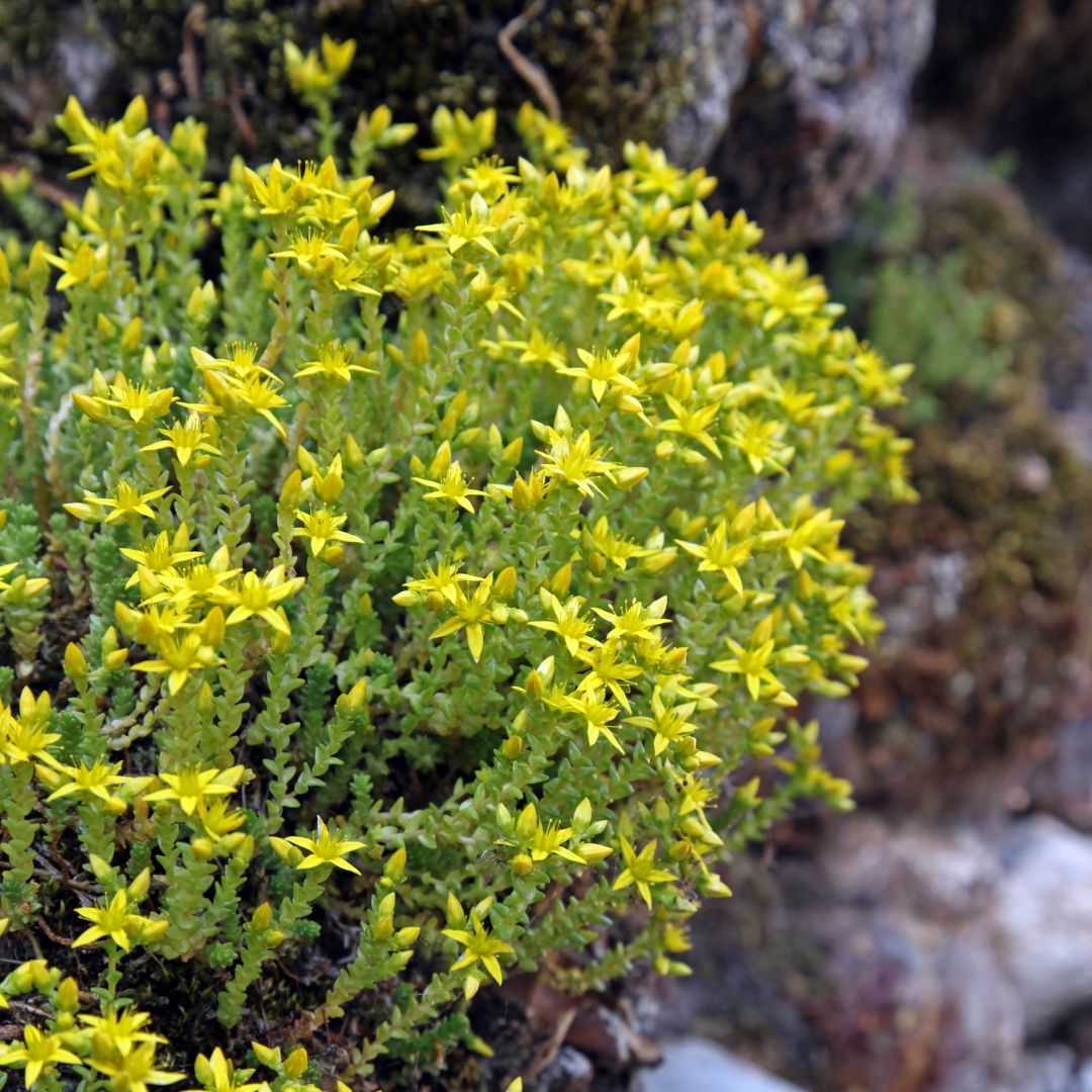 Close-up of a cluster of yellow biting stonecrop flowers with a blurred natural background