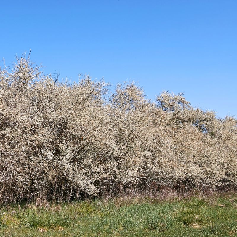Blackthorn Whips | Prunus spinosa