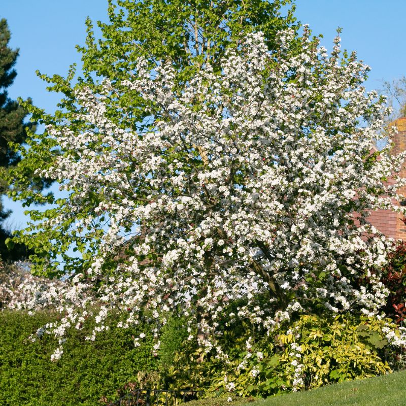 Blackthorn Whips | Prunus spinosa