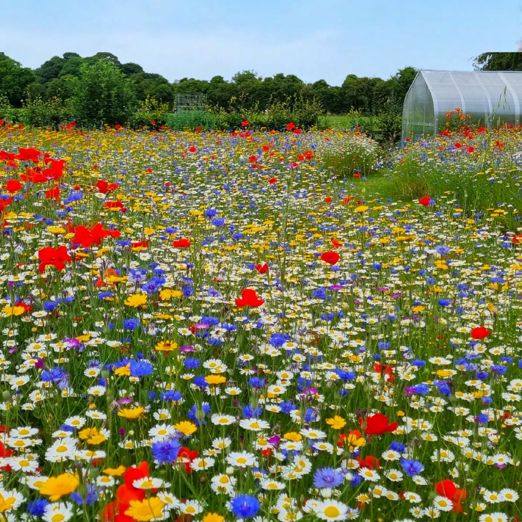 annual flower seeds uk Cornfield Annual Mix Standard – Meadowmania UK