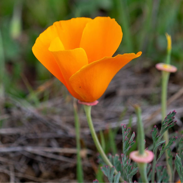 Californian Poppy (Single Flowered Mix)