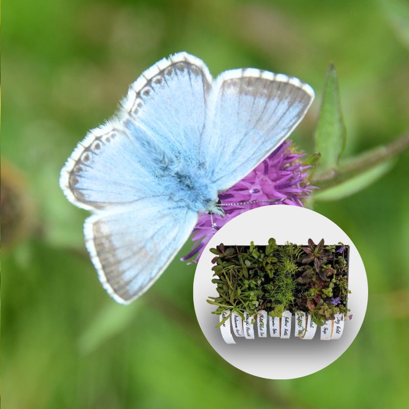 Chalkhill butterfly on knapweed, with overlaid image of plug plants growing in a 40cc tray