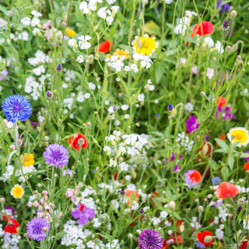 Colour explosion wildflower meadow
