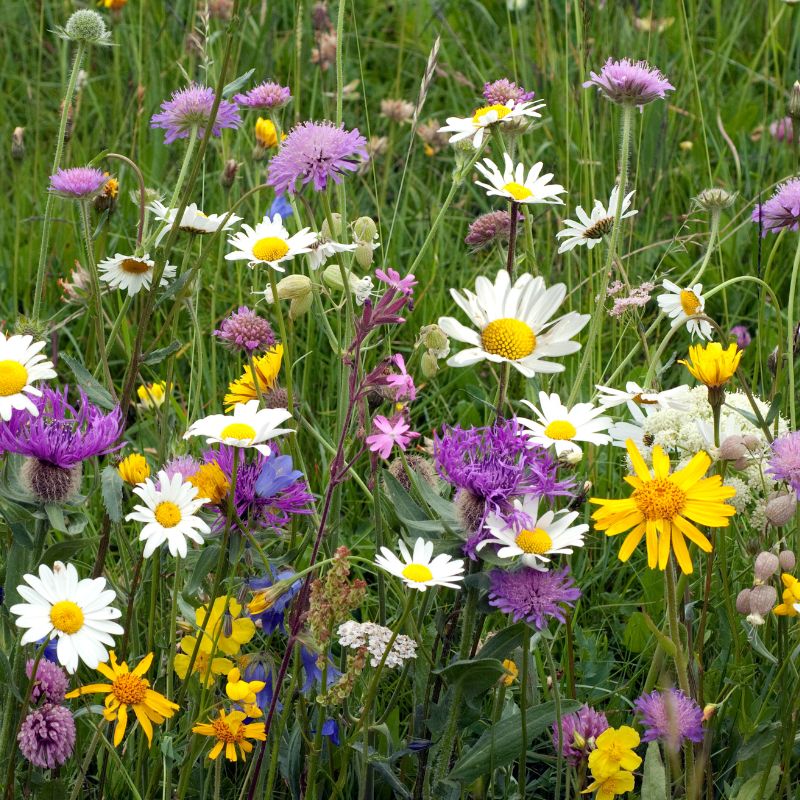 Native British General Purpose Wildflower Seed Mix