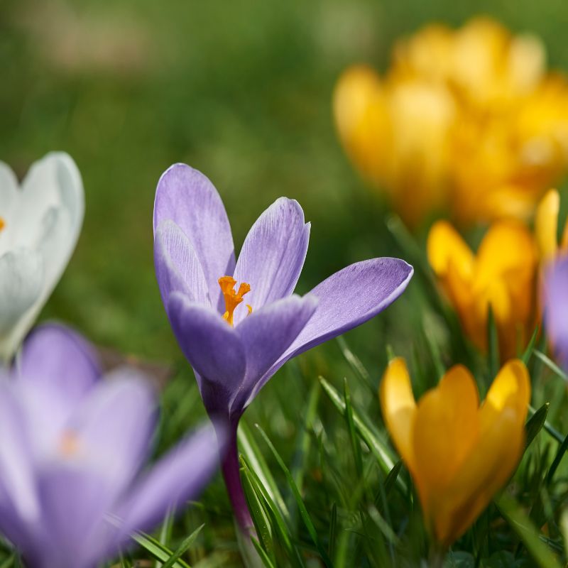 Large-Flowering Mixed Crocus Bulbs