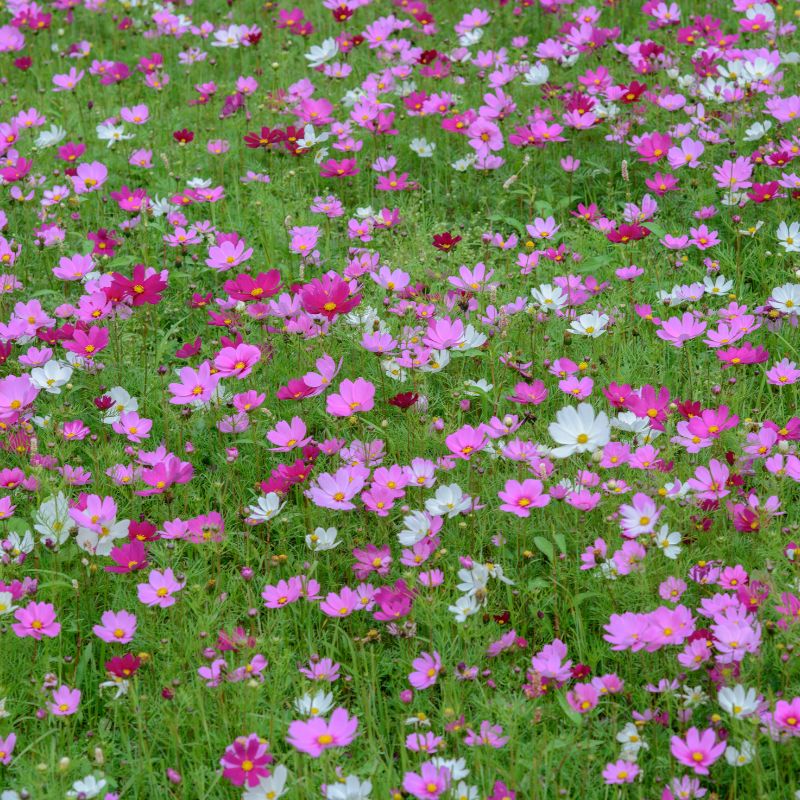 Cosmos Annual Bipinnatus Crimson Red, Rose And White Mix