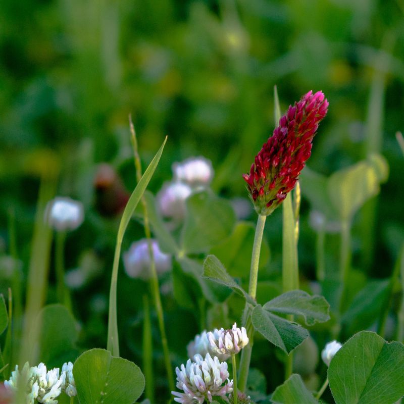 Crimson and white clover growing amongst grass