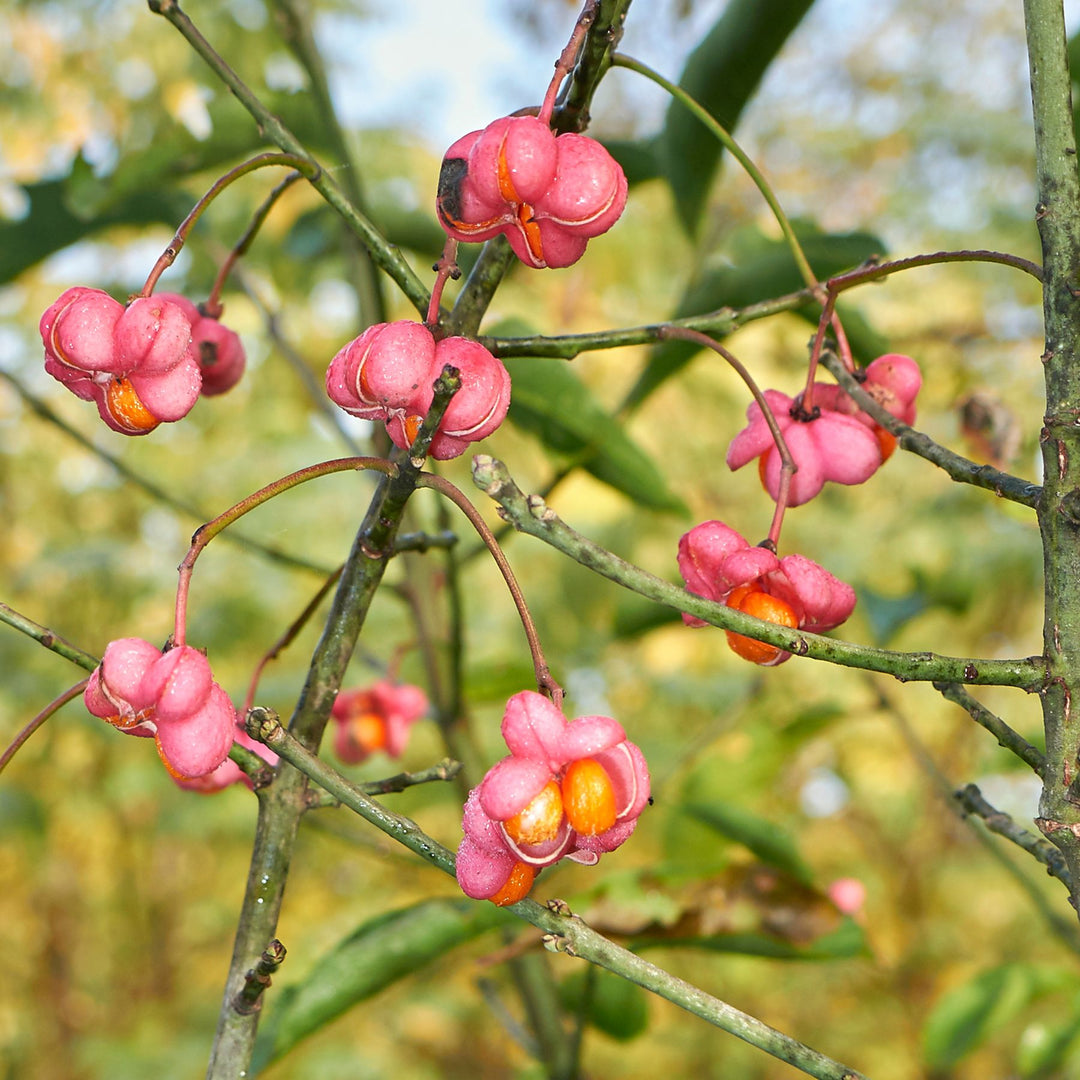 Bright orange seeds emerging from pink spindle fruit