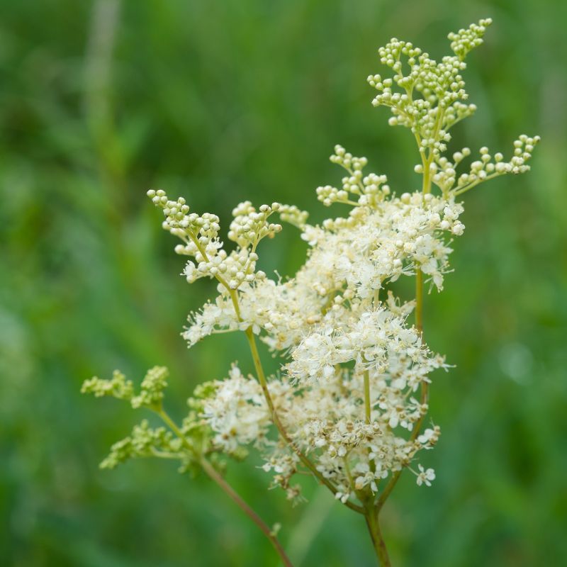 Meadowsweet flowers in bloom