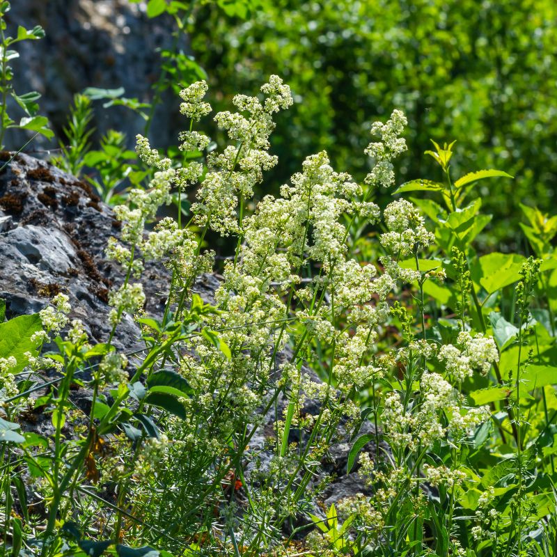 Hedge bedstraw growing tall next to a rockface