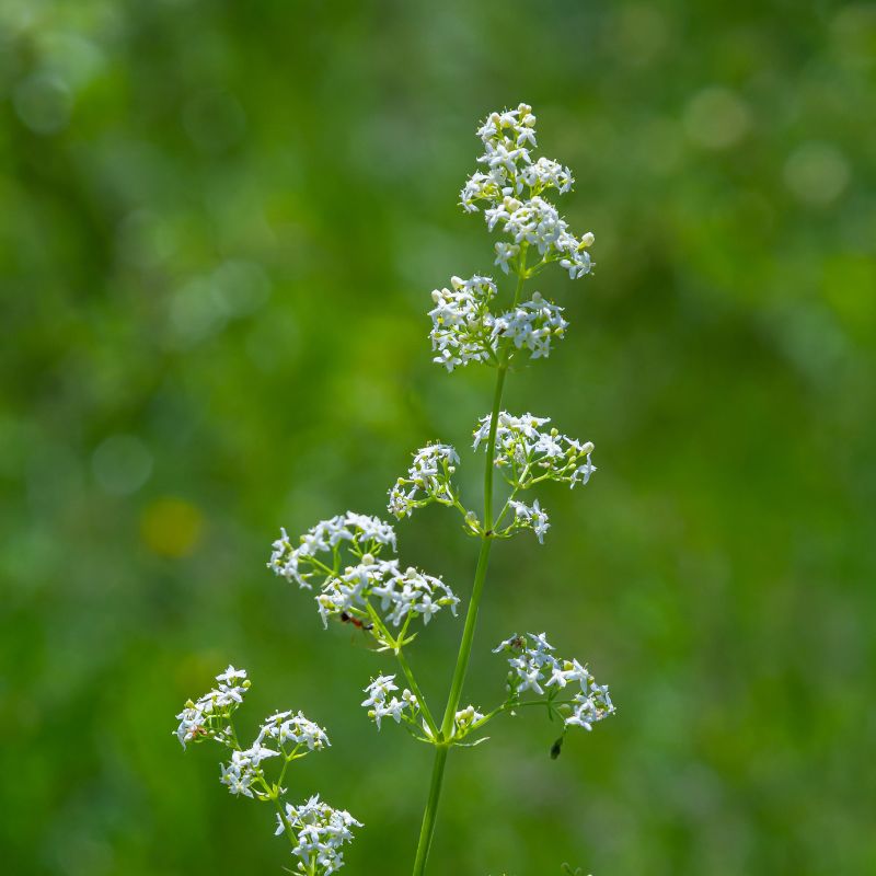 Hedge bedstraw flowers