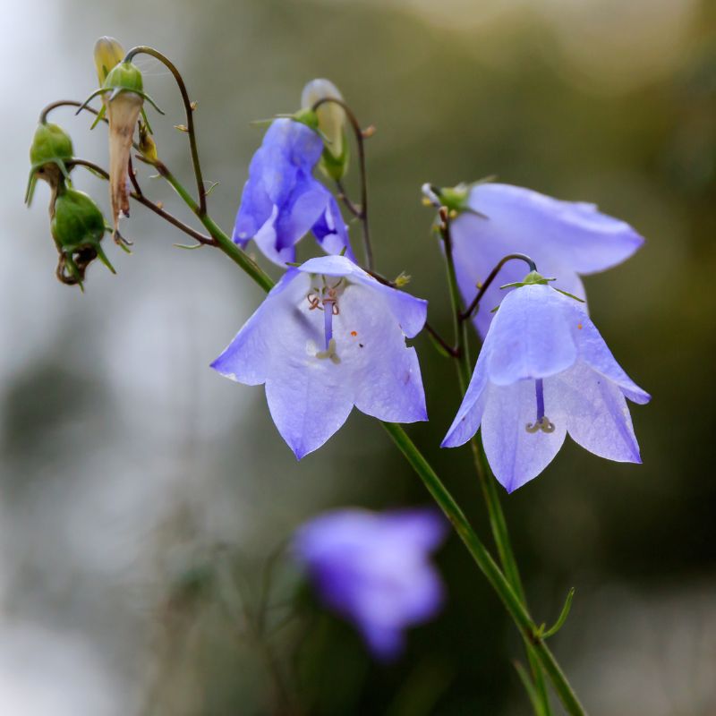 A stalk of harebell flowers in bloom