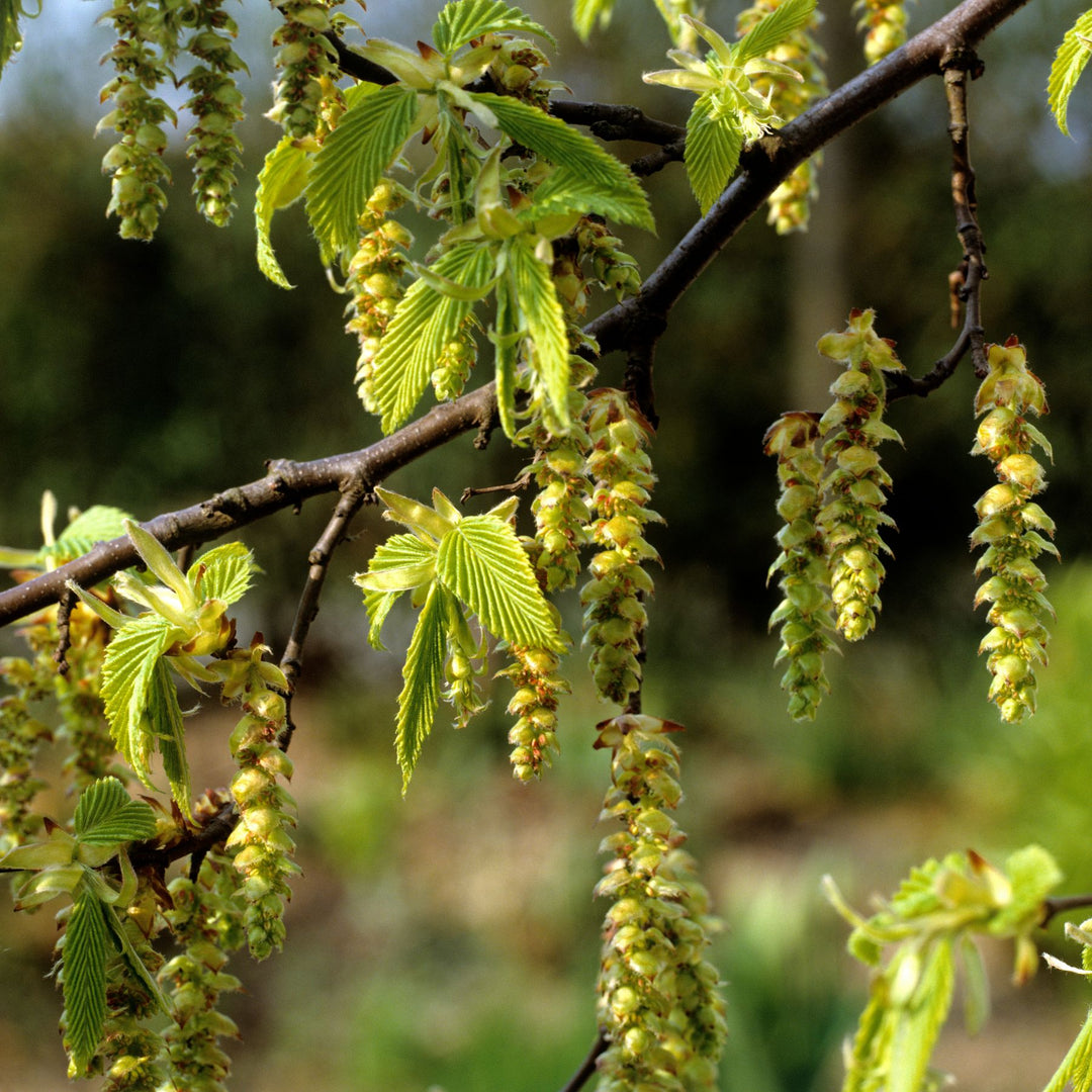 A branch of hornbeam nuts, known as samaras