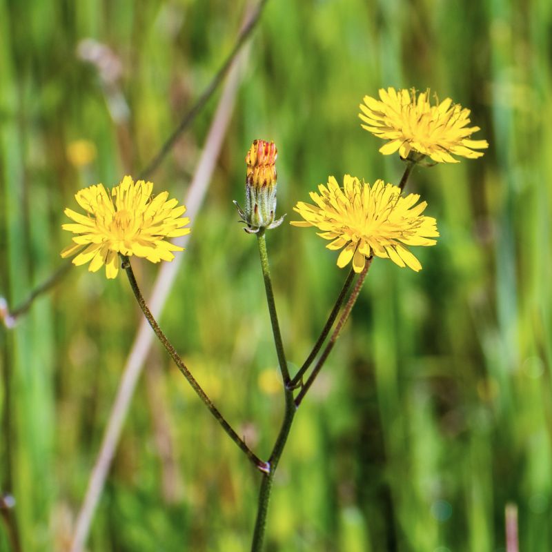 Cat's ear wildflower