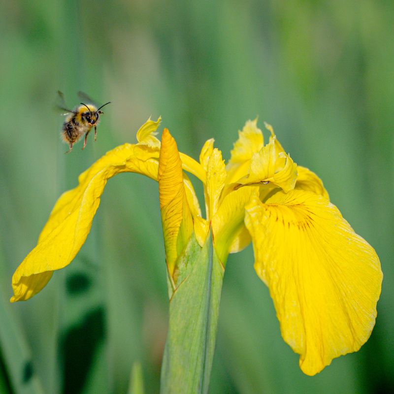 A small bee landing on yellow flag iris