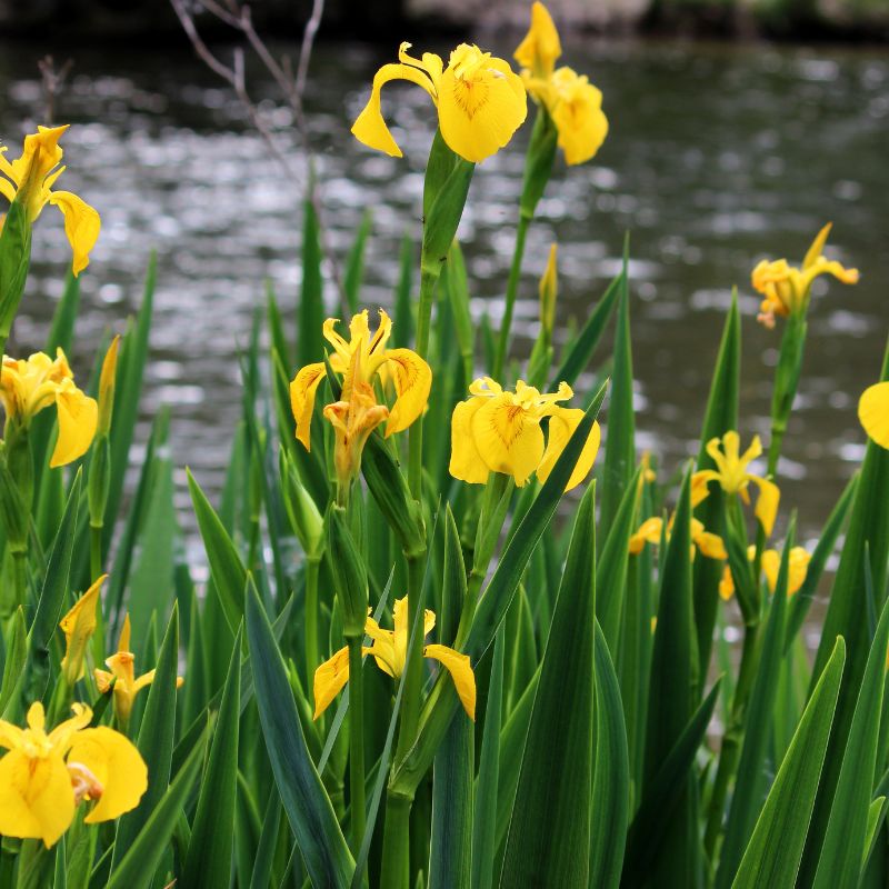 Yellow flag iris growing with a body of water in the background