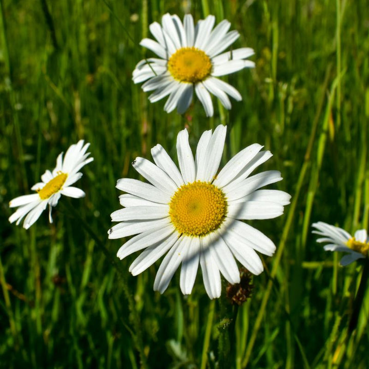 Three oxeye daisy wildflowers growing amongst grass in a meadow