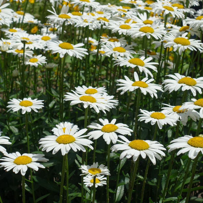 A sea of oxeye daisy wildflowers