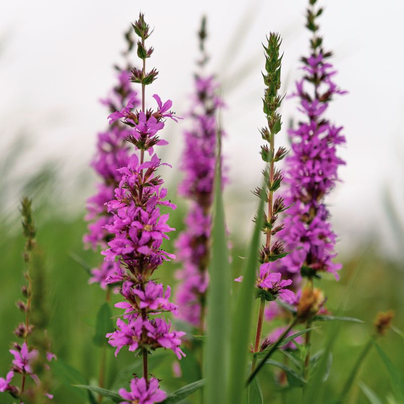 Purple loosestrife flowers growing tall