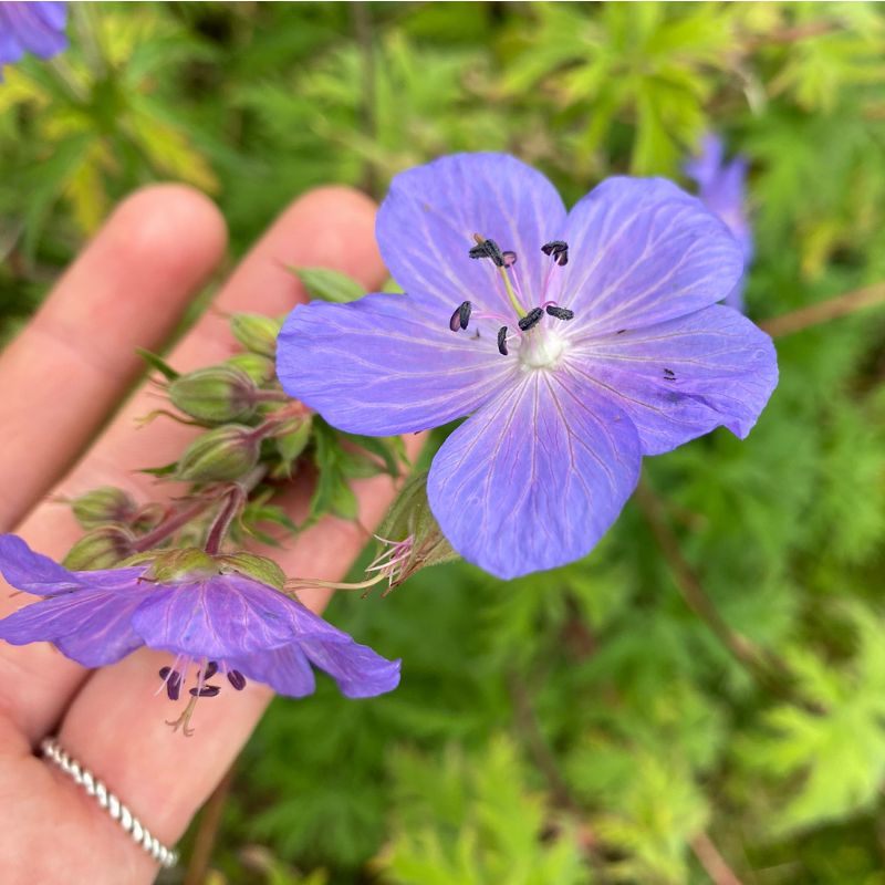 Meadow cranesbill flowers in a hand