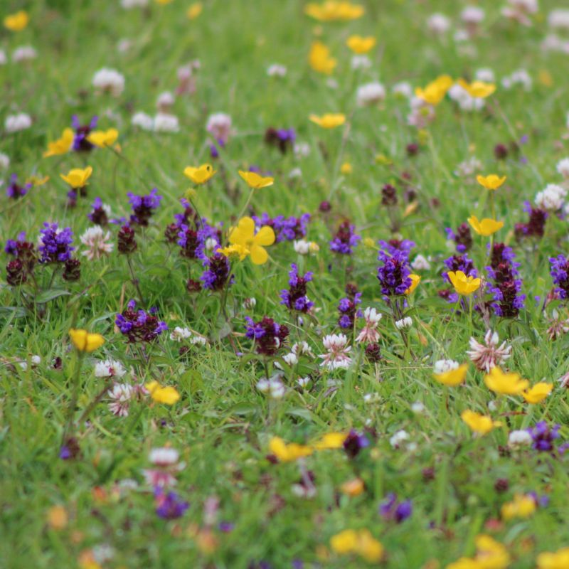 Flowering Lawn Meadow Mix | Meadow Grass & Wildflower Seed Mix