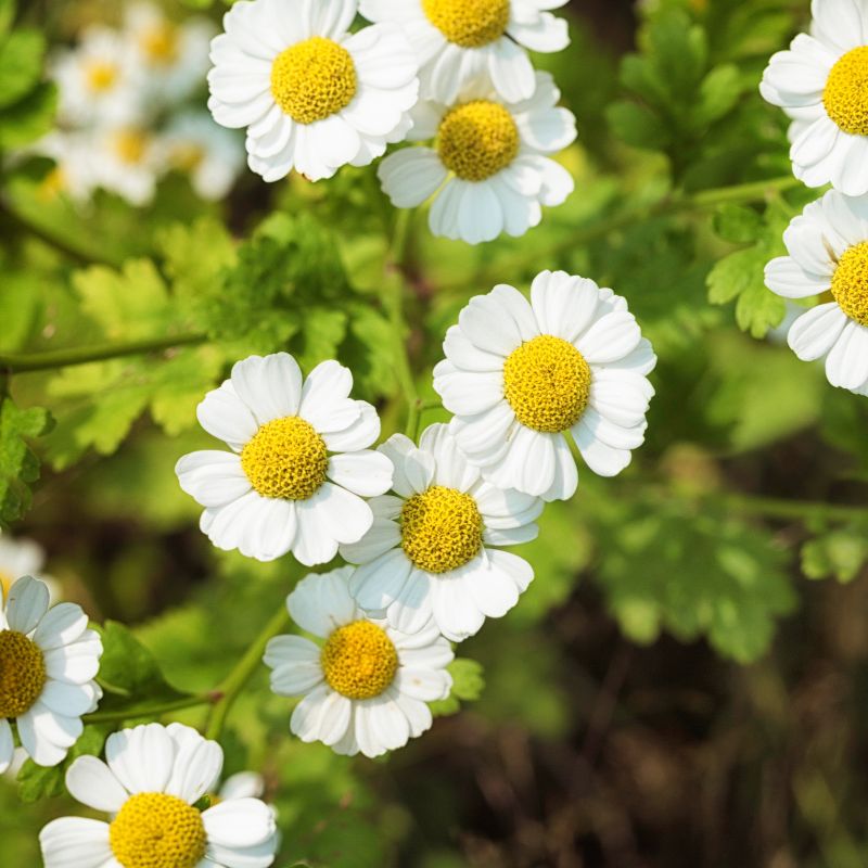 Some slightly smaller feverfew flowers, with their leaves visible behind them