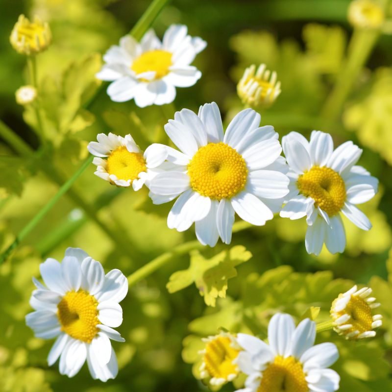 Feverfew flowers and foliage