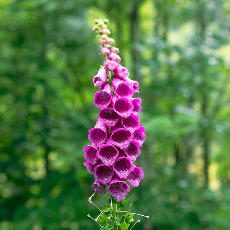 A near shot of foxglove flowers