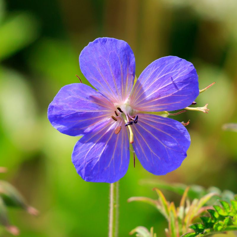 perennial geranium seeds Meadow Cranesbill Seed