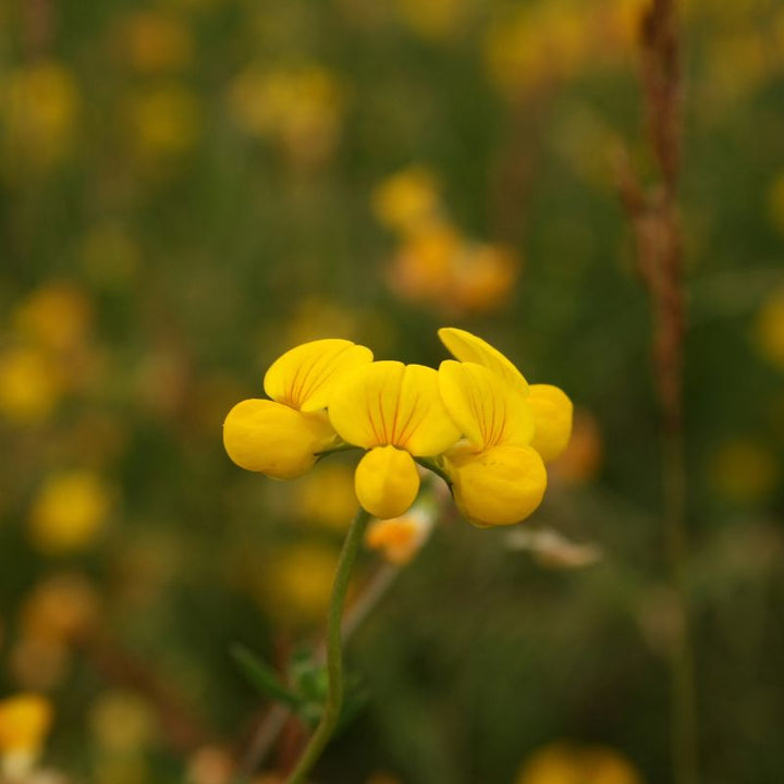 a single head of birds-foot trefoil with 4 yellow flowers