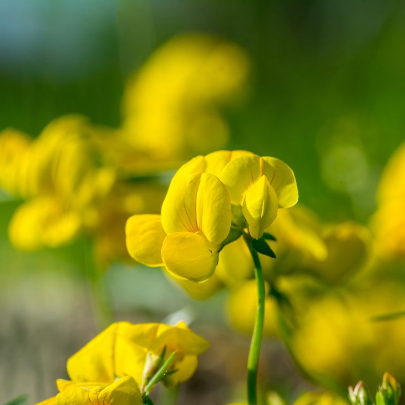 Bird's-foot trefoil's yellow flowers